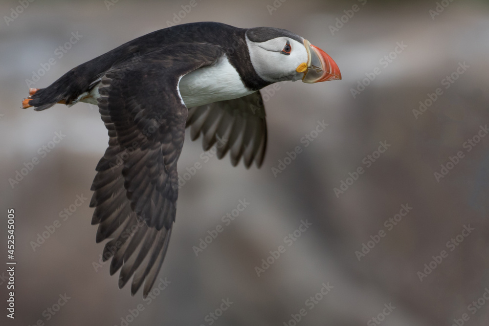 Obraz premium Atlantic Puffin in Motion