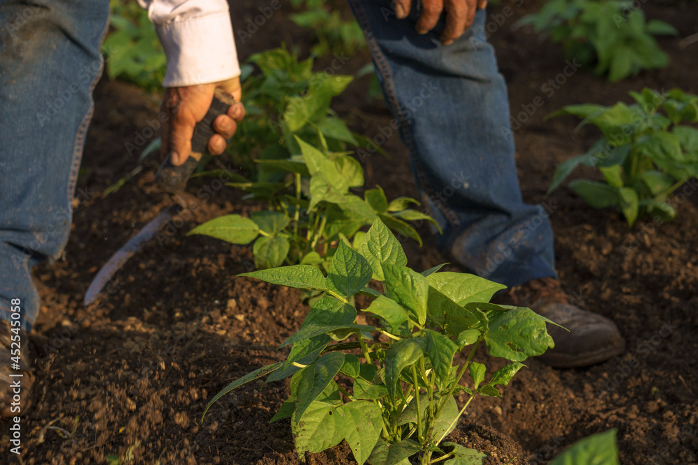 Fototapeta premium Closeup shot of a Hispanic farmer growing vegetables on his plantation in Mexico