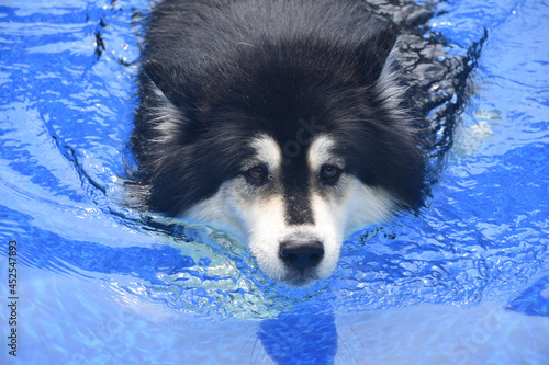 Malamute Dog Paddling in a Swimming Pool