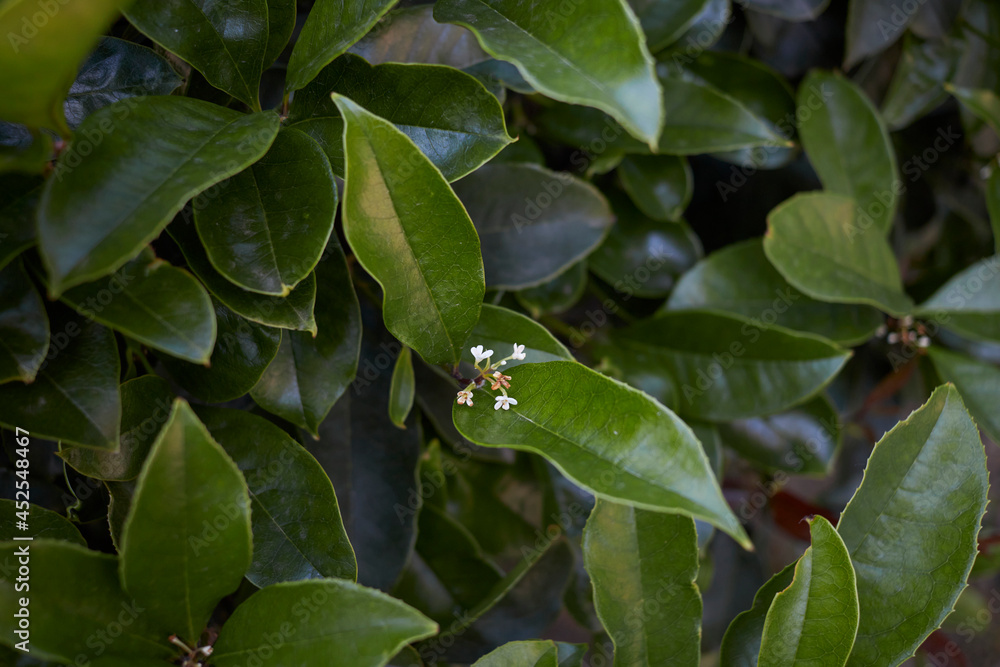 Osmanthus fragrans Osmanthus fragrans