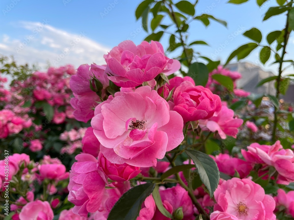 Fototapeta premium Pink roses on a blue sky background