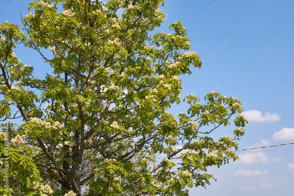 Sorbus domestica Sorbus domestica