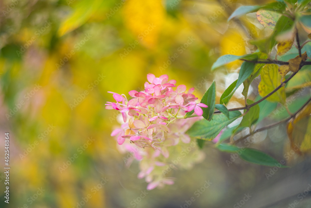 Obraz premium Pink Viburnum Fall Bloom