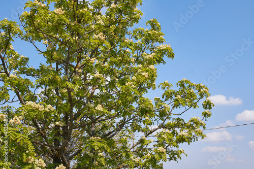 Sorbus domestica