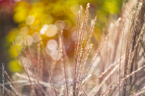 Ornamental Grass Autumn Fall Day