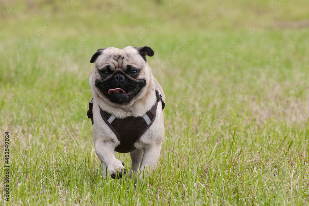A little pug runs happily through the mown meadow.