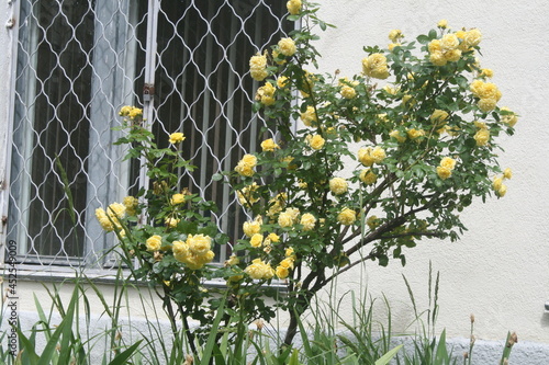 A bush of yellow roses on the background of a window with a lattice