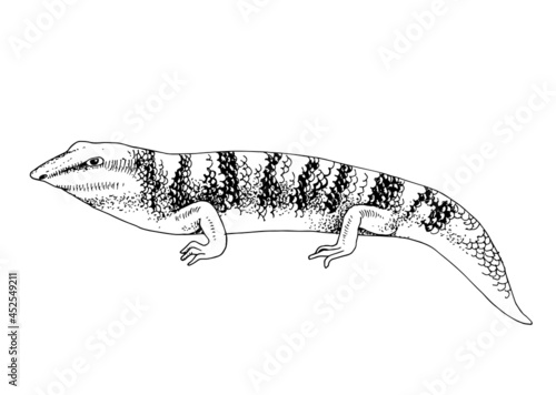 Hand Drawn illustration of desert Sandfish skink