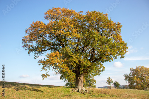 Autumn oak tree in the field.