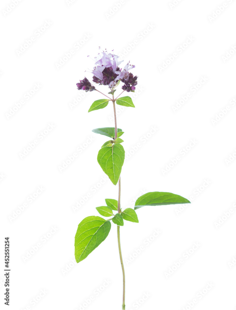 Small sprig of flowering Oregano (Origanum vulgare) with green leaves isolated on a white background. Selective focus Small sprig of flowering Oregano (Origanum vulgare) with green leaves isolated on a white background. Selective focus