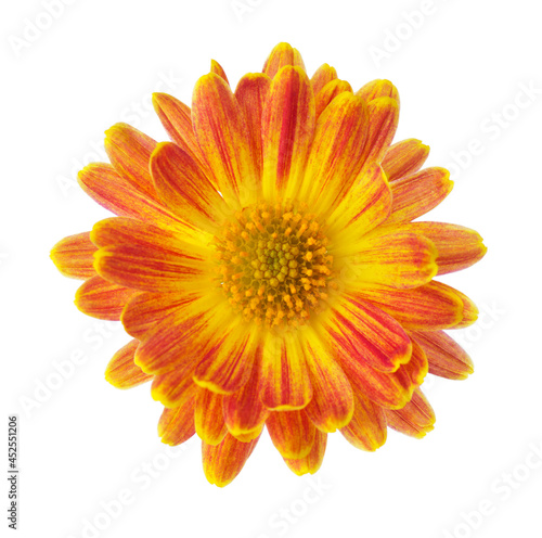 Close up colorful  flower of  Chrysanthemum isolated on  white background. Selective focus