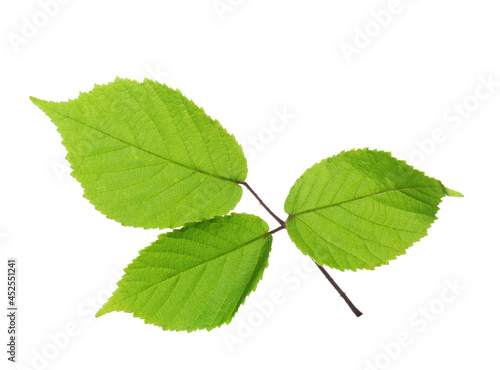 Green leaf of Blackberry isolated on white background. Leaf adaxial side. Selective focus