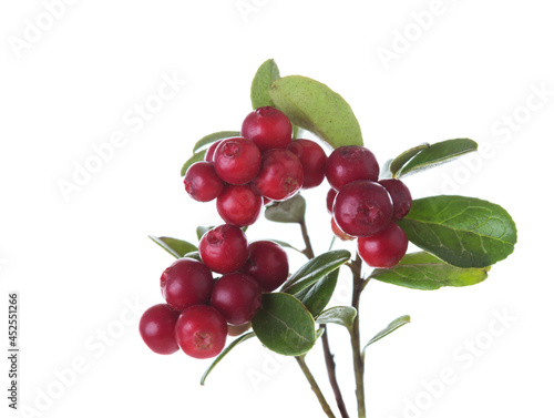 Branches with ripe Cowberry berries isolated on white background. Selective focus.