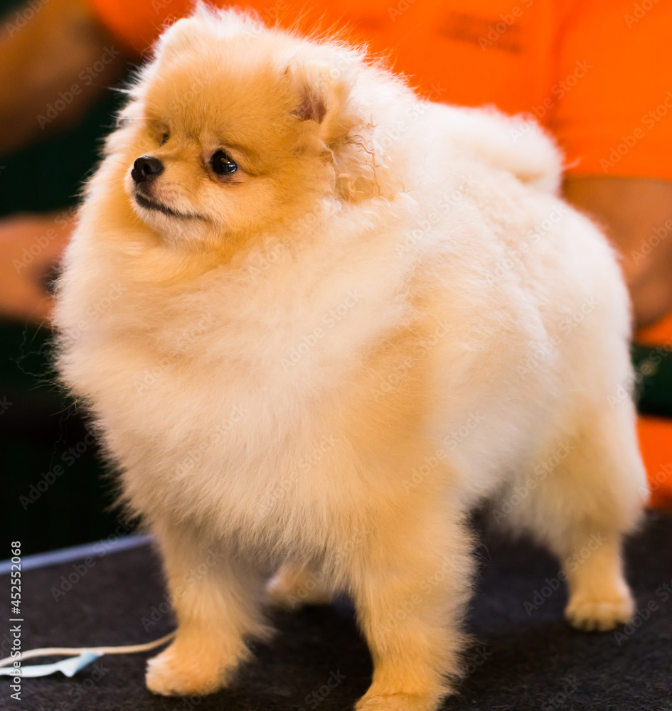 Portrait of a beautiful fluffy Pomeranian dog Portrait of a beautiful fluffy Pomeranian dog