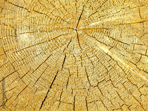 texture of the wood of a sawn log with cracks and rings