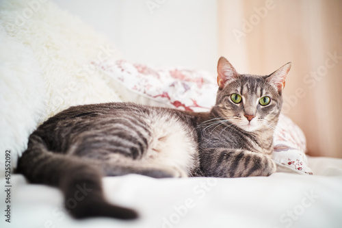 Portrait of young female cat lying on comfy sofa looking at camera