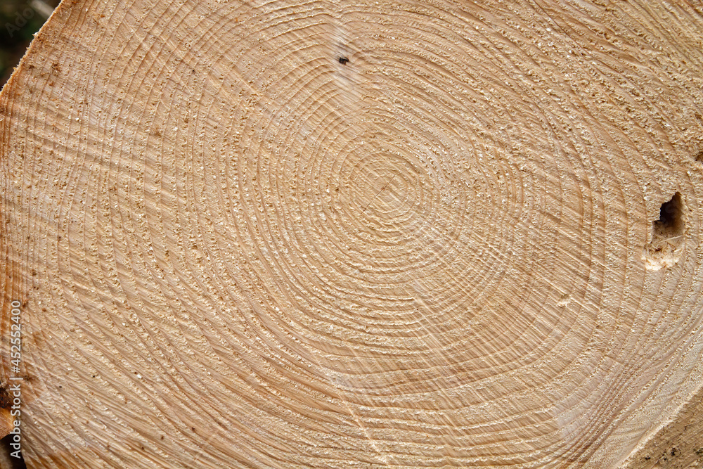 Naklejka premium Pine wood texture