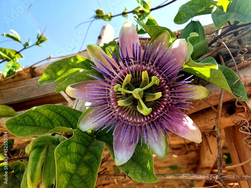 Passiflora incarnata, commonly known as maypop, purple passionflower, true passionflower, wild apricot, and wild passion vine photo