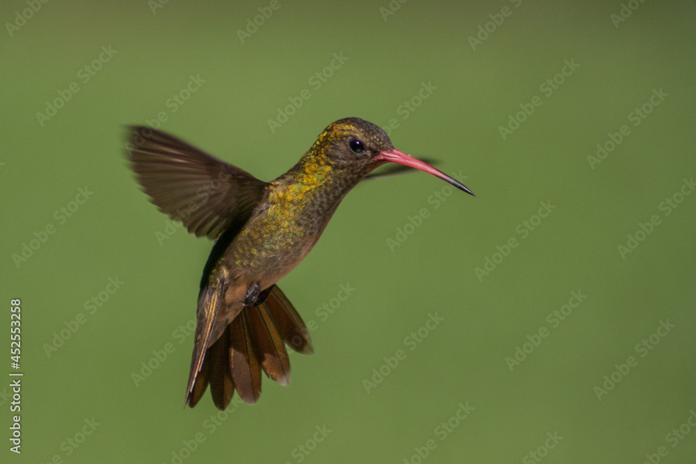 Obraz premium colibri