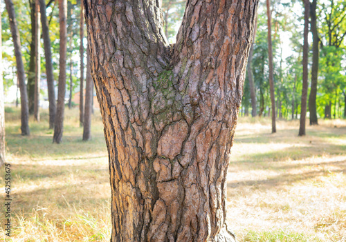 Face-like pattern on a tree trunk