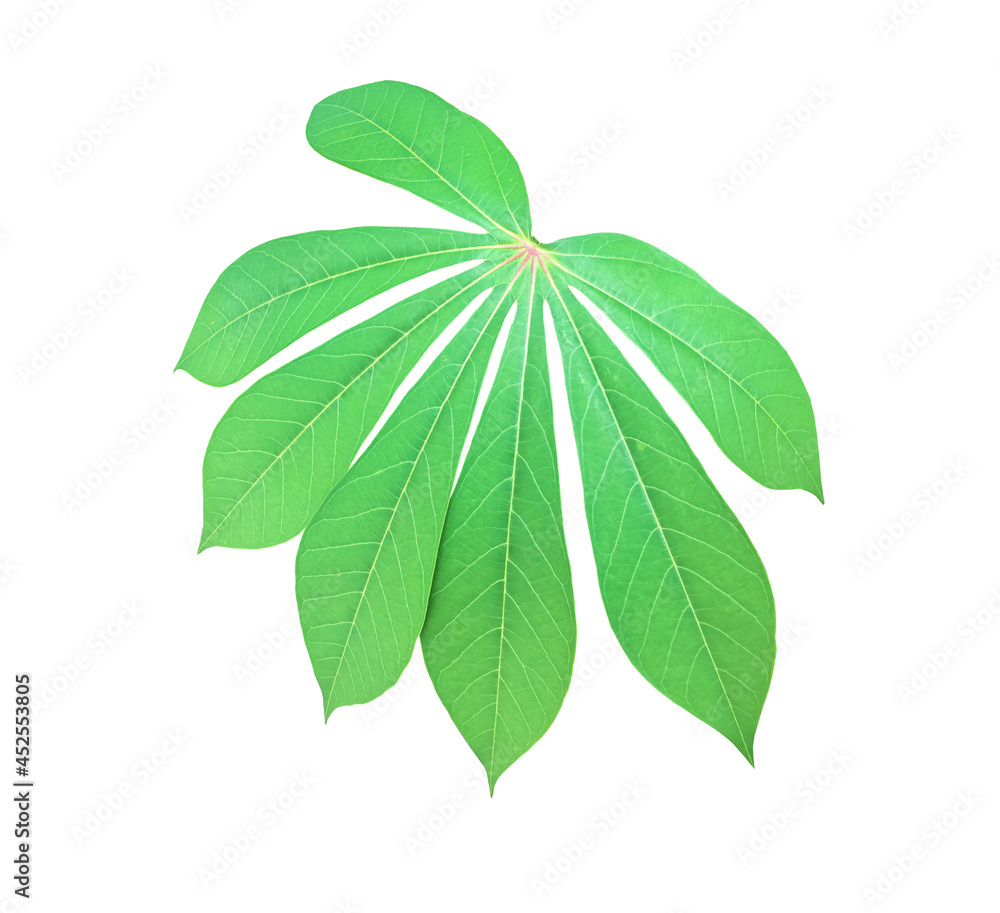 Obraz premium Isolated cassava or tapioca leaf with clipping paths.