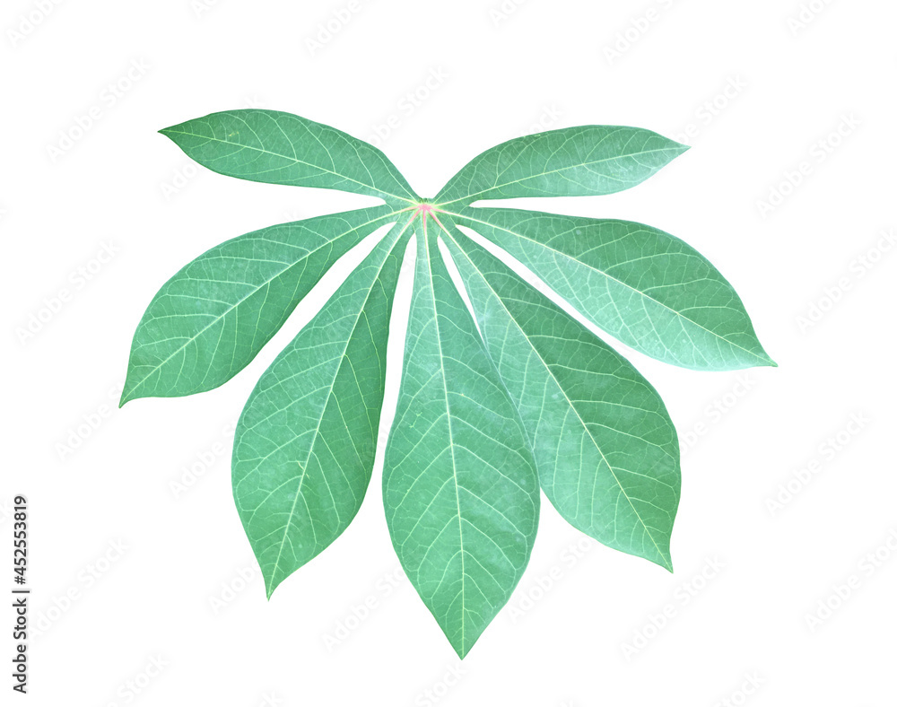 Isolated cassava or tapioca leaf with clipping paths. Isolated cassava or tapioca leaf with clipping paths.