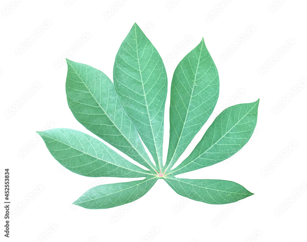 Isolated cassava or tapioca leaf with clipping paths. Isolated cassava or tapioca leaf with clipping paths.