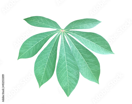 Isolated cassava or tapioca leaf with clipping paths.