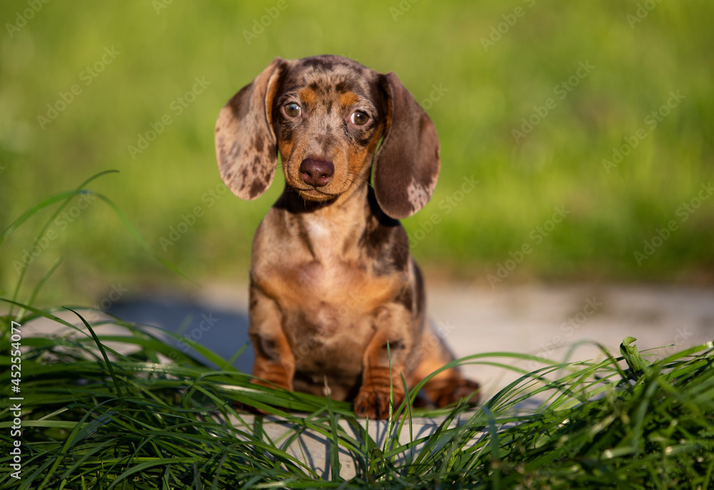 Dogs dachshunds puppy green grass,  dog portrait
