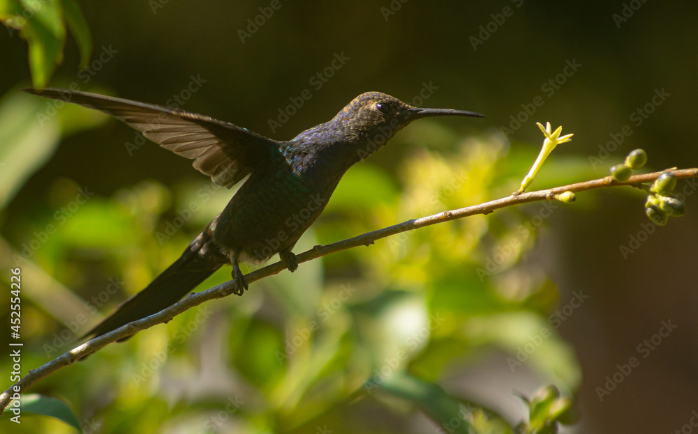 Hummingbird, Swallow-tailed hummingbird, Eupetomena macroura Hummingbird, Swallow-tailed hummingbird, Eupetomena macroura