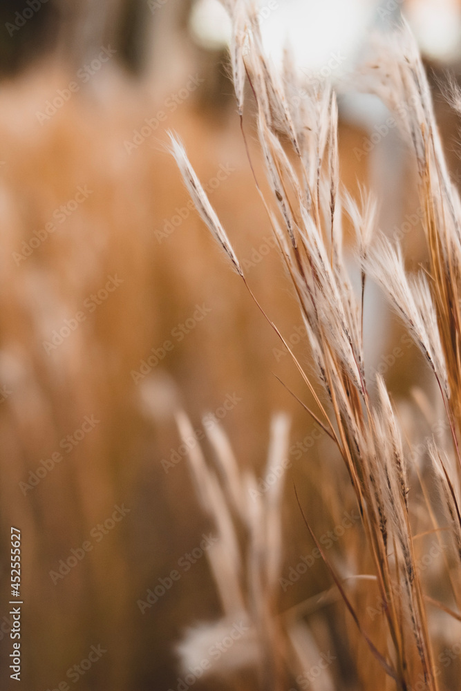 Fototapeta premium ears of wheat