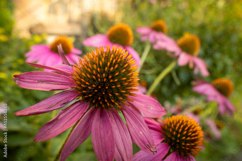 Wide angle macro shot of pink coneflowers Wide angle macro shot of pink coneflowers