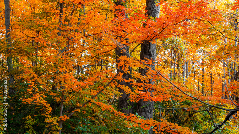 Bright autumn foliage on trees in rural Michigan