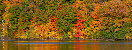Panoramic view of lush fall foliage in rural Michigan