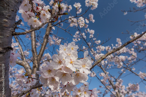 満開の桜