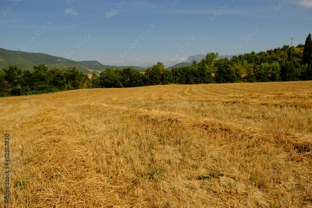 a large wheat field has been harvested