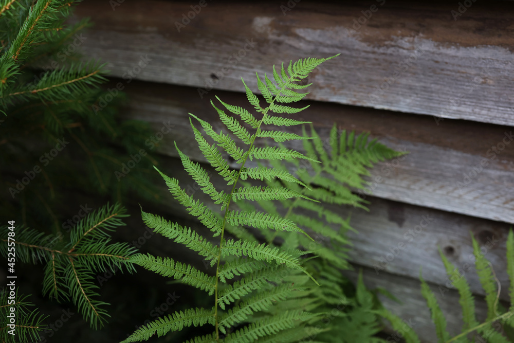 Green fern leaves in the forest in summer Green fern leaves in the forest in summer