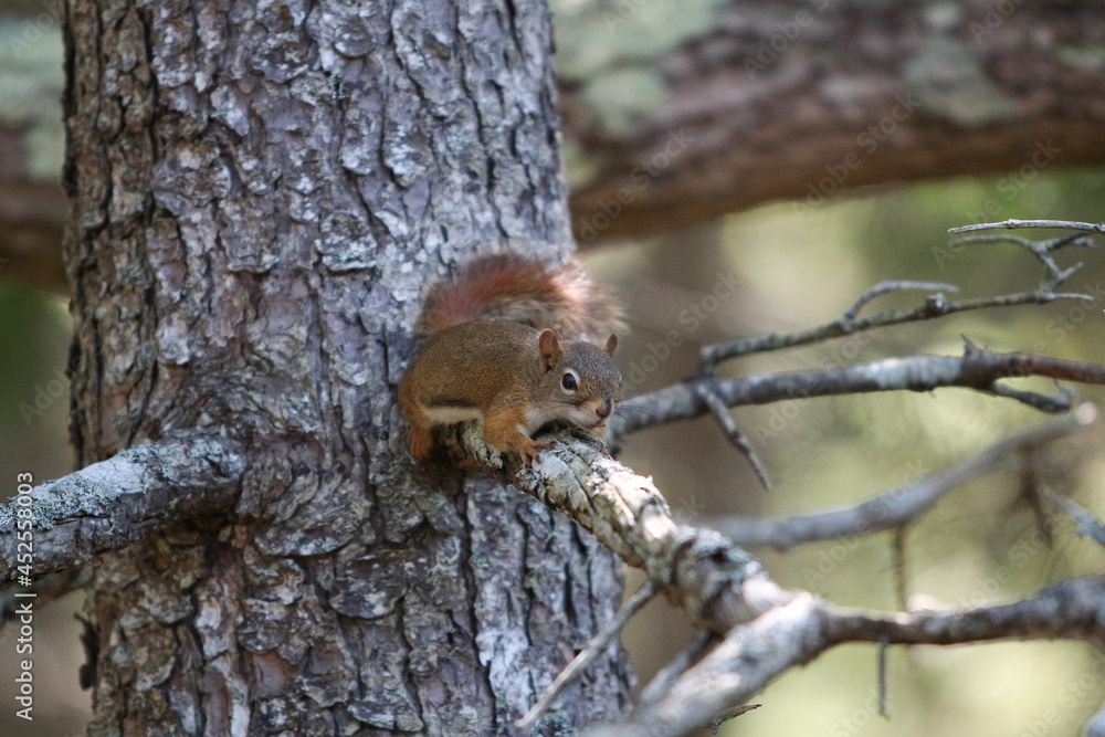 Obraz premium squirrel on a tree