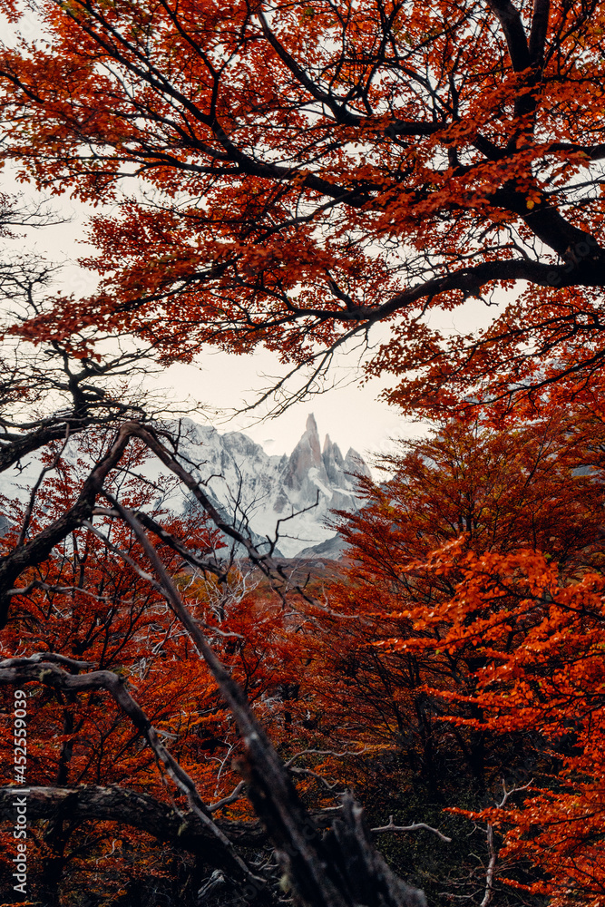 Bosque Otoño Cerro Torre El Chalten Bosque Otoño Cerro Torre El Chalten
