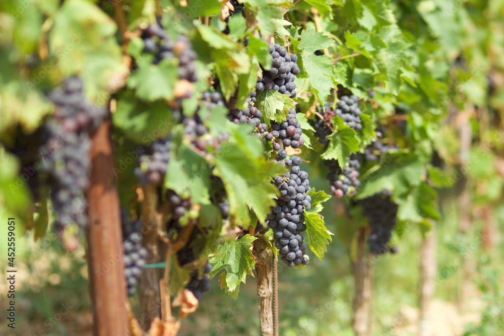 details of bunches of grapes just at the vine with the background of the vineyard row