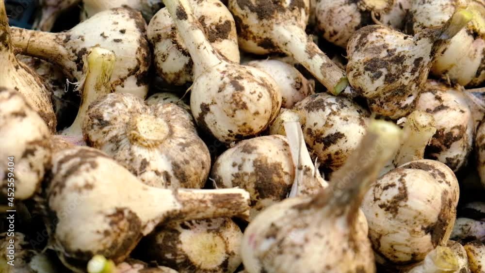 Harvest garlic in the garden. Selective focus. Harvest garlic in the garden. Selective focus.