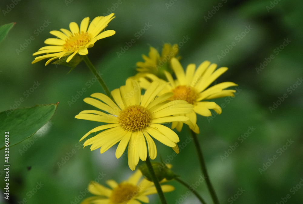 Gorgeous Yellow Leopard's Bane Flower Blossoms in a Garden Gorgeous Yellow Leopard's Bane Flower Blossoms in a Garden