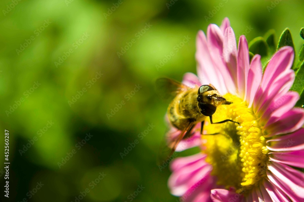 A small bee collects nectar, pollinating flowers.Perfect for your advertising of cosmetics and various health-related products. A small bee collects nectar, pollinating flowers.Perfect for your advertising of cosmetics and various health-related products.