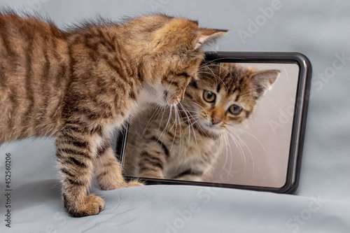 A cute little kitten examines his reflection in the mirror