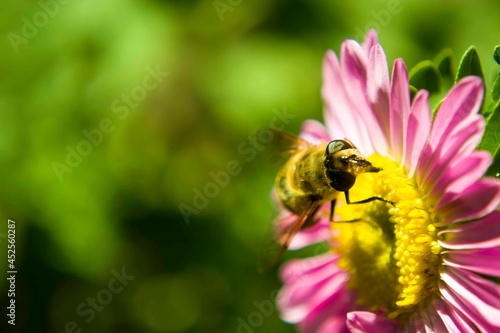 A small bee collects nectar, pollinating flowers.Perfect for your advertising of cosmetics and various health-related products. © Igor Bastrakov