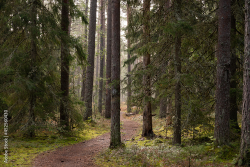 path in the forest