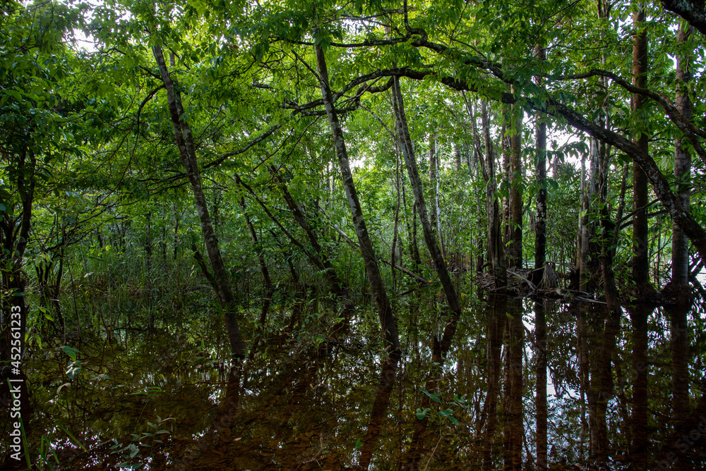 Fototapeta premium Floresta alagada na Amazônia.