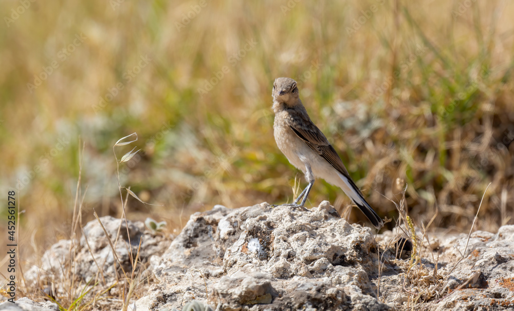 different shots of Northern Wheatear bird at noon on a hot day ( Oenanthe oenanthe ) different shots of Northern Wheatear bird at noon on a hot day ( Oenanthe oenanthe )
