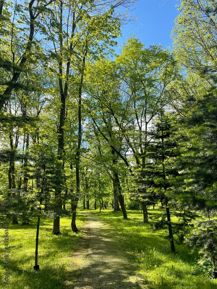 Obraz premium trees in the park