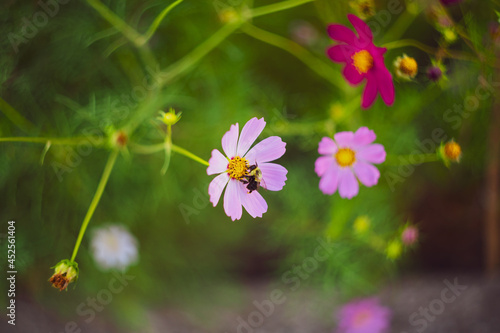 Bee on Pink Purple Daisies Summer Garden